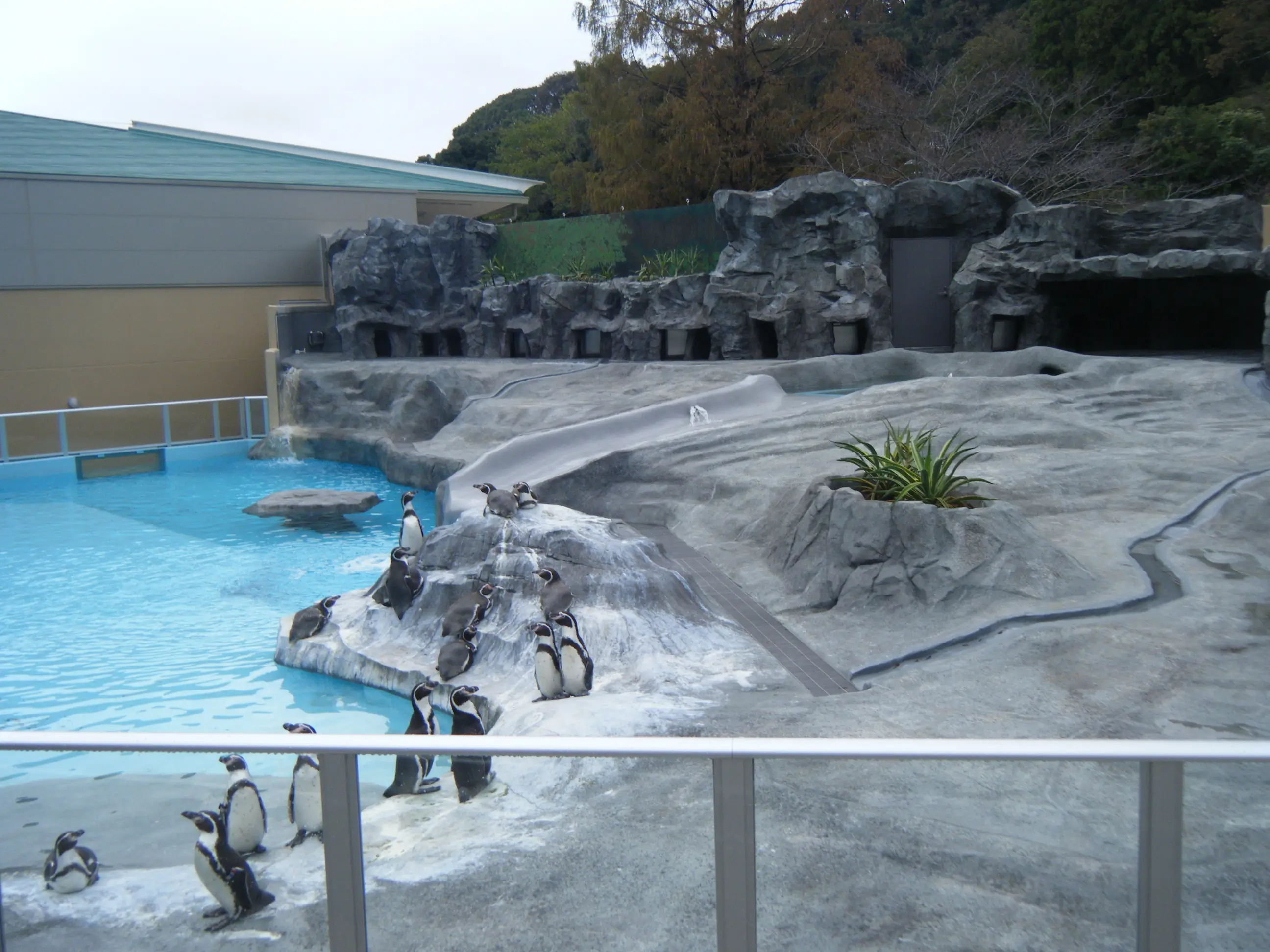 日本平動物園　ペンギン舎