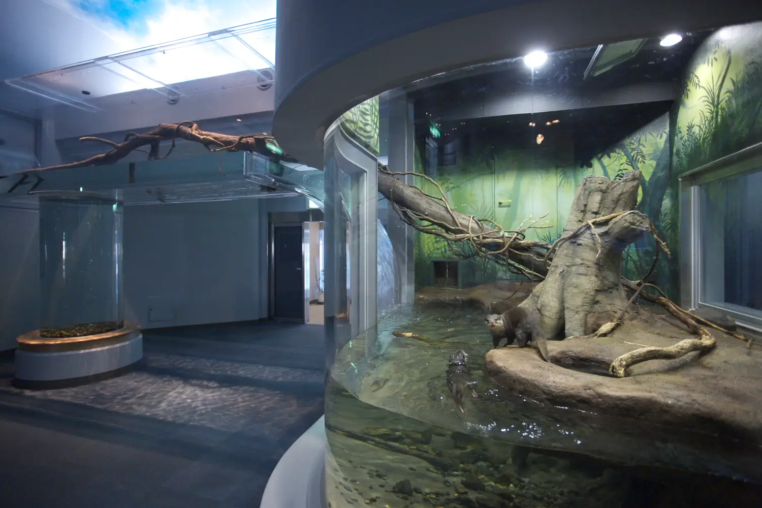 のとじま臨海公園水族館　コツメカワウソ展示水槽