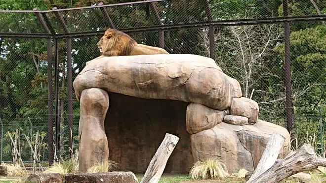 千葉市動物公園　ライオン舎　コピエ