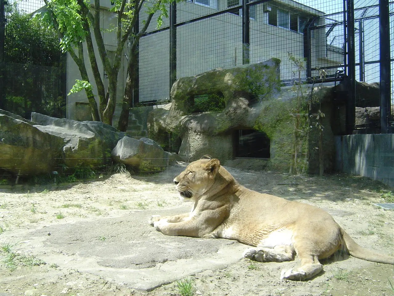 いしかわ動物園　ライオン・トラ舎
