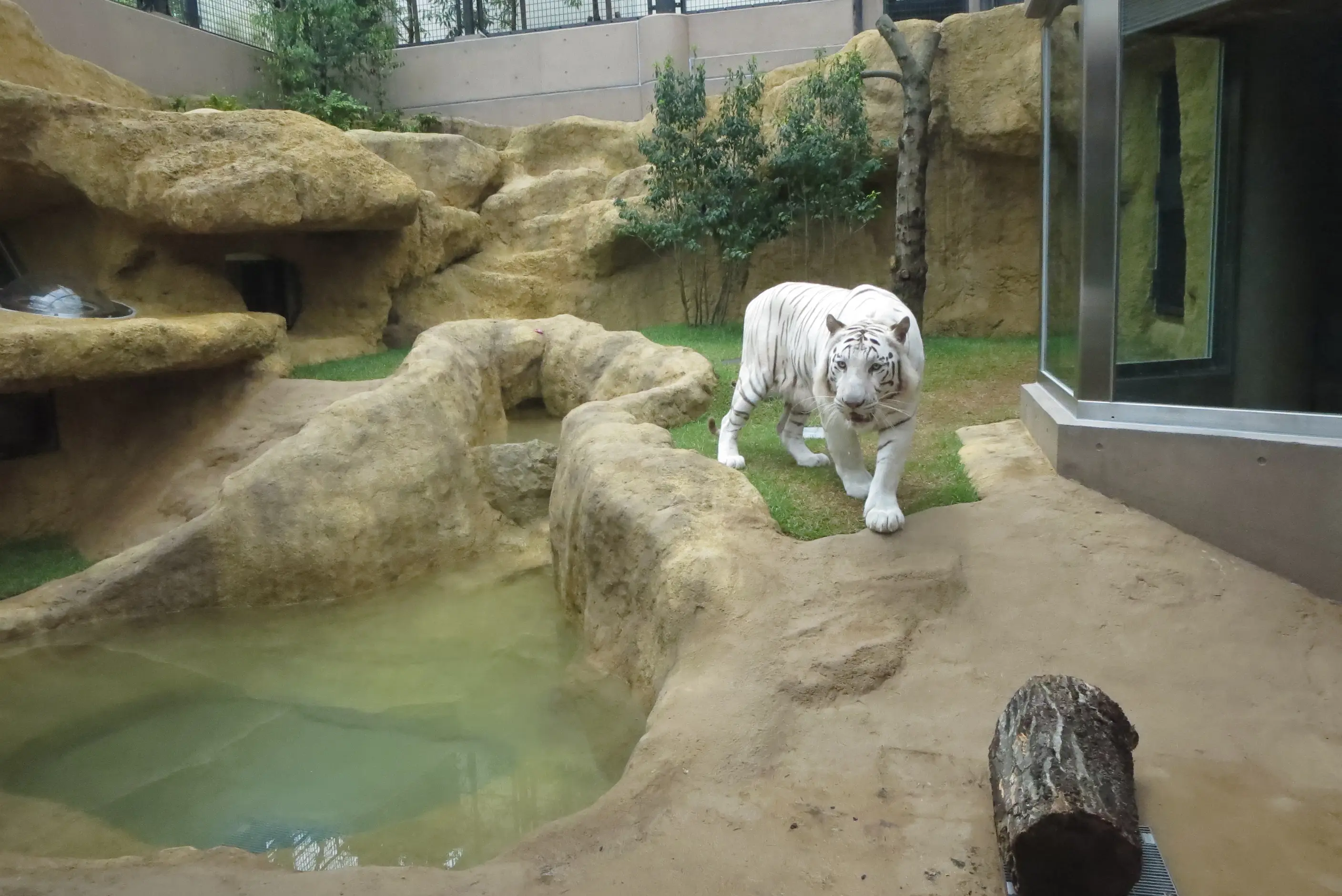 いしかわ動物園　ホワイトタイガー舎